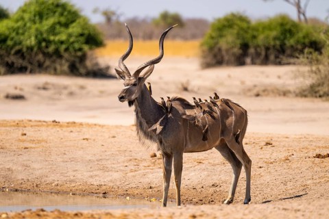 Greater Kudu (Tragelaphus strepsiceros), Moremi Game Reserve, Botswana