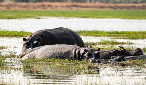 Hippopotamus (Hippopatamus amphibius), Okavango Delta, Moremi Game Reserve, Botswana