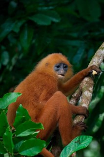 Red leaf monkey (Presbytis rubicunda) in a tree, Borneo, Malaysia