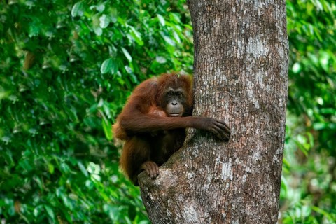 Female Orangutan (Pongo borneo) carrying her youngster in the forest, Borneo, Malaysia