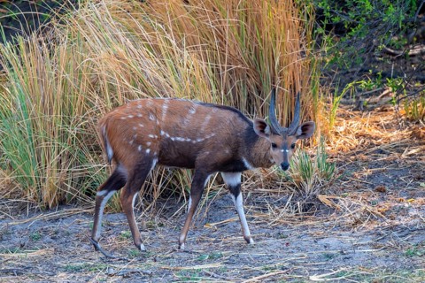 Schirrantilope or Bushbuck (Tragelaphus scriptus), Caprivi strip, Namibia