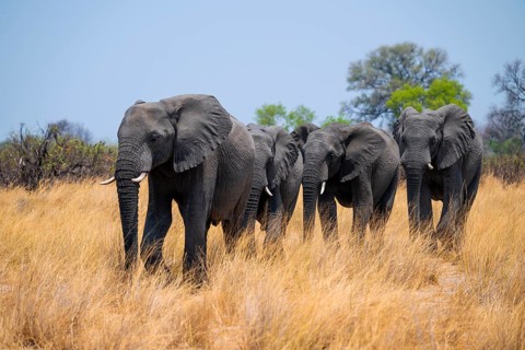 Herd of African elephants (Loxodonta africana) in dry savanna, Bwabwata National Park, Caprivi