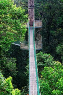 Canopy trail, Danum Valley, Borneo, Malaysia