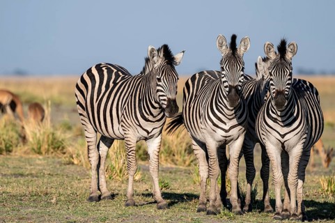 Herd of Steppe Zebras (Equus quagga), Ambient Light, Ihaha, Chobe National Park National Park,