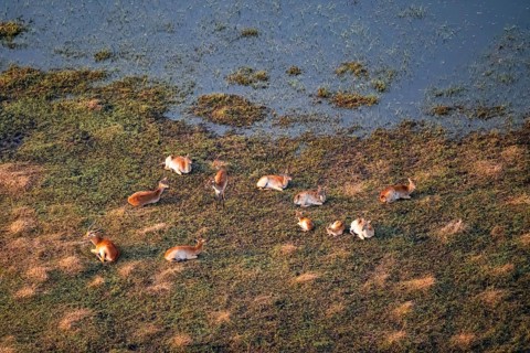 Herd of letschwe (Kobus leche), lychee bog antelope, riverbank, river landscape, aerial view,