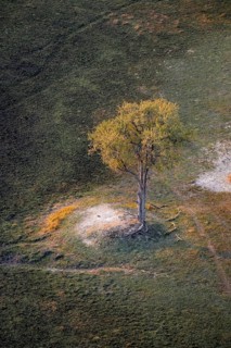 Species tree in the savanna, landscape, aerial view of the Okavango Delta, near Maun, Okavango