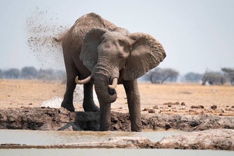 Male, African elephant (Loxodonta africana), mud bath at waterhole, Nxai Pan National Park,