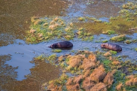 Two hippos (Hippopatamus amphibius) in water, swamp, aerial view, Okavango Delta, Botswana