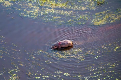 Single hippopatamus (Hippopatamus amphibius) with injury in water, aerial view, Okavango Delta,