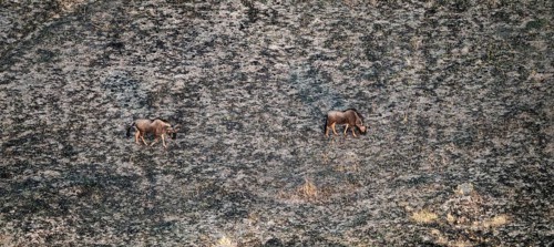 Striped Gnu (Connochaetes taurinus) in dry landscape, aerial view, Okavango Delta, Botswana