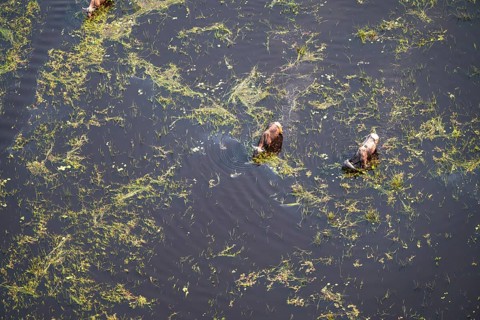 Kaffir buffalo (Syncerus caffer caffer), Two animals drinking in the river, aerial view, Okavango