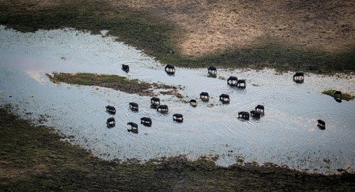 Kaffir buffalo (Syncerus caffer caffer), flock drinking in the river, aerial view, Okavango Delta,