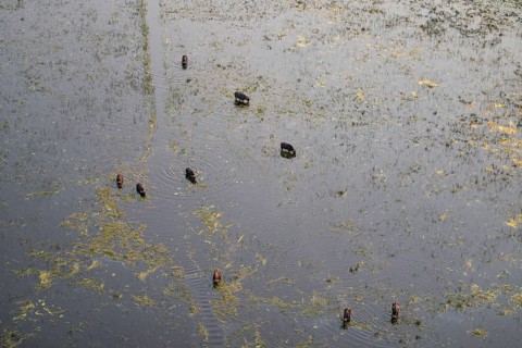 Kaffir buffalo (Syncerus caffer caffer), flock in river, aerial view, Okavango Delta, Botswana