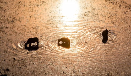 Kaffir buffalo (Syncerus caffer caffer), sunrise, drinking in the river, aerial view, Okavango