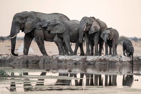 Animal family with baby elephant, African elephants (Loxodonta africana), drinking at the