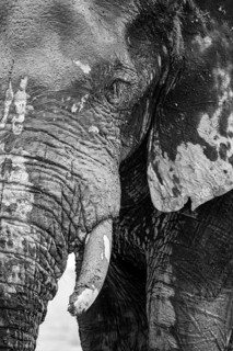 Animal Portrait, Dramatic African Elephant (Loxodonta africana), at a waterhole, Nxai Pan National
