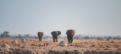 Three African elephants (Loxodonta africana) walk across steppe, coming towards us, Nxai Pan