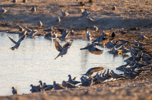 Turkish pigeons at the waterhole, Savuti, Chobe National Park, Botswana