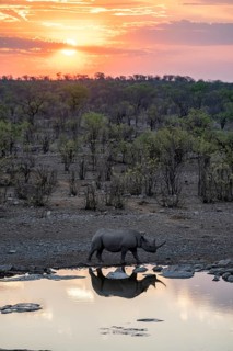 Sunset, black rhinoceros (Diceros bicornis) at Halali waterhole, Etosha National Park, Namibia
