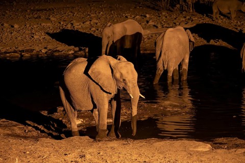 Night view, African elephant (Loxodonta africana), at Halali waterhole, Etosha National Park,