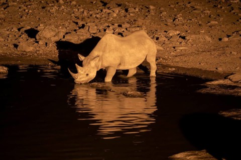 Night view of black rhinoceros (Diceros bicornis) at Halali waterhole, Etosha National Park,