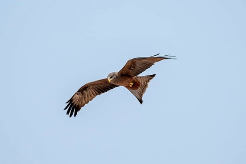 Bird in flight, black kite (Milvus migrans), Nxai Pan National Park, Botswana