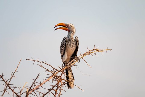 Yellow-billed toko (Tockus leucomelas) on branch, Nxai Pan National Park, Botswana