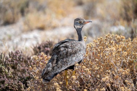 Northern Black Korhaan (Afrotis afraoides), or cackling bustard (Eupodotis afra), female, Etosha