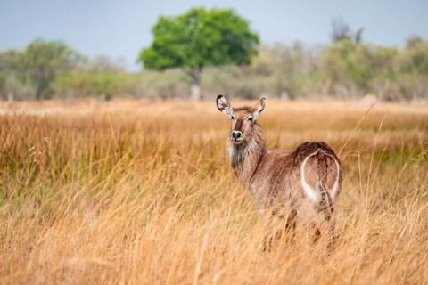 Elliptical waterbuck (Kobus ellipsiprymnus), in tall dry grass, Okavango Delta, Moremi Game