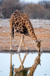 Angola giraffe (Giraffa giraffa angolensis), giraffe at a waterhole, Etosha National Park, Namibia