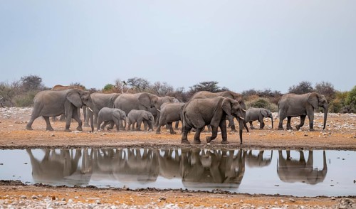 Herd of animals, animal family, African elephant (Loxodonta africana), drinking at a waterhole,