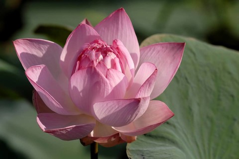 Macro shot of a pink lotus flower with delicately opened petals in sunlight, Lake Vembanad, Kerala,