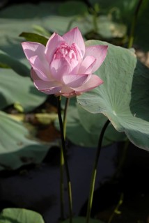 Close-up view of pink lotus flower with large green leaves, Vembanad Lake, Kerala, South India,