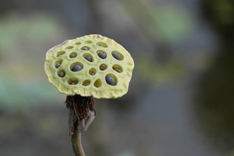 Close-up of green lotus fruit with visible seed holes, Lake Vembanad, Kerala, South India, India