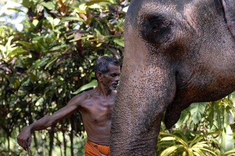 Mahut or elephant guide standing next to an elephant, Peermade, Kerala, India