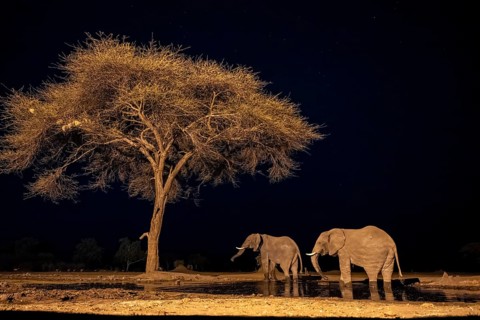 Waterhole at night, African elephants drinking, night view, Kasane, Botswana