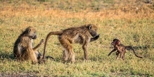 Young animal playing with mother, bear baboons (Papio ursinus), Ihaha, Chobe National Park National