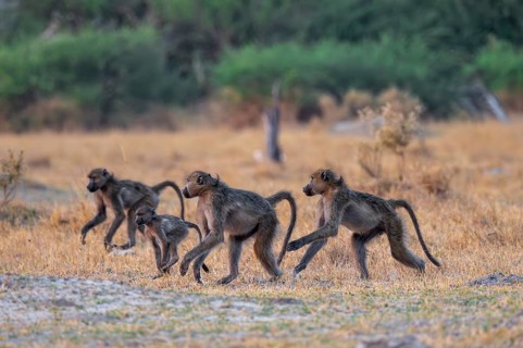 Chacma baboons (Papio ursinus) adults and young animals foraging, Third Bridge, Okavango Delta,
