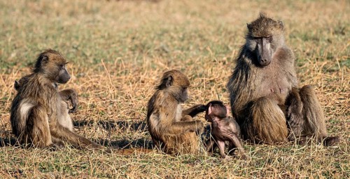 Animal family, young playing with mother, bear baboons (Papio ursinus), Ihaha, Chobe National Park
