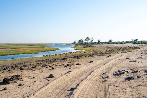 Road in Ihaha on Chobe River, Many Impalas, Chobe National Park, Botswana