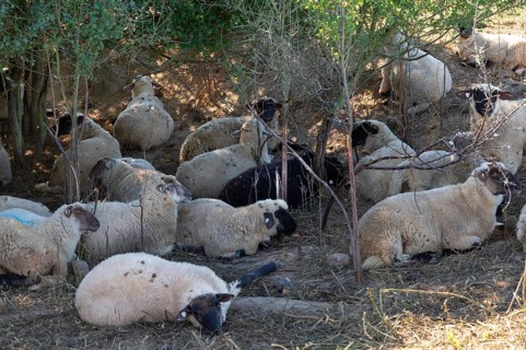 Black-headed sheep (Ovis gmelini aries) rest under bushes, Mecklenburg-Western Pomerania, Germany