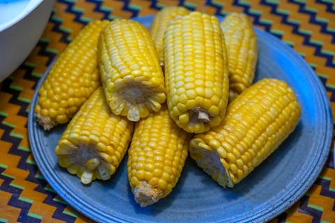 Sweet corn on the corn cob (Zea mays convar. saccharata) on a plate, Mecklenburg-Western Pomerania,