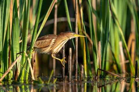 Little Bittern (Ixobrychus minutus), lurking in reeds, Race, Slovenia