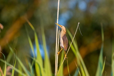 Little bittern (Ixobrychus minutus), lurking on reed stalks, Danube Delta, Romania