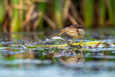 Little Bittern (Ixobrychus minutus), in reeds, with fish in its beak, Race, Slovenia