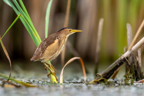Little Bittern (Ixobrychus minutus) sitting on reed stalk, Race, Slovenia