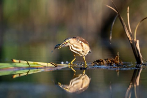 Little Bittern (Ixobrychus minutus), in water, with fish, with reflection, Race, Slovenia