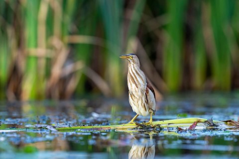 Little Bittern (Ixobrychus minutus), in reeds, Race, Slovenia