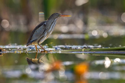 Little Bittern (Ixobrychus minutus), in water, Race, Slovenia