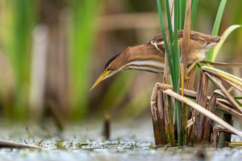 Little Bittern (Ixobrychus minutus), hunting, sitting on reeds, Race, Slovenia